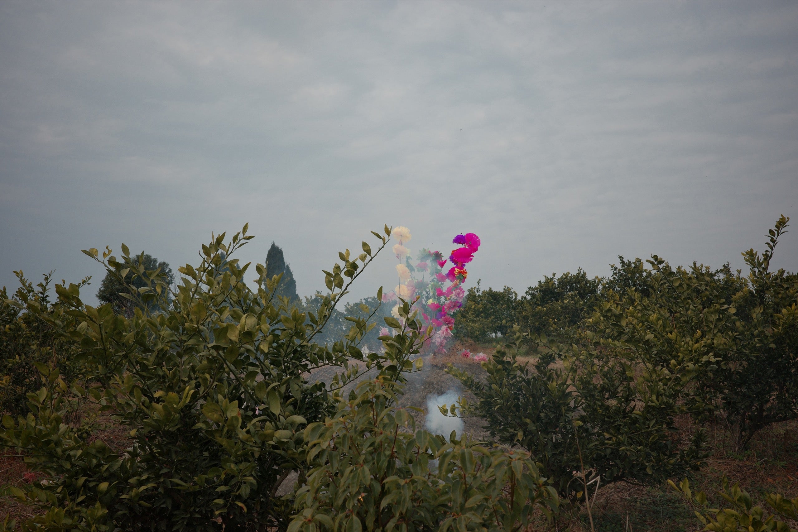 Distant smoke above trees
