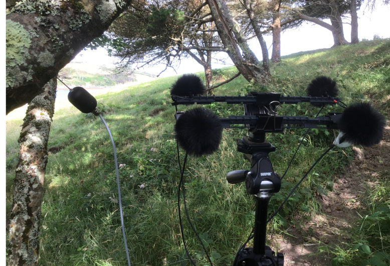 Field recording setup in a forest on the west coast of Ireland