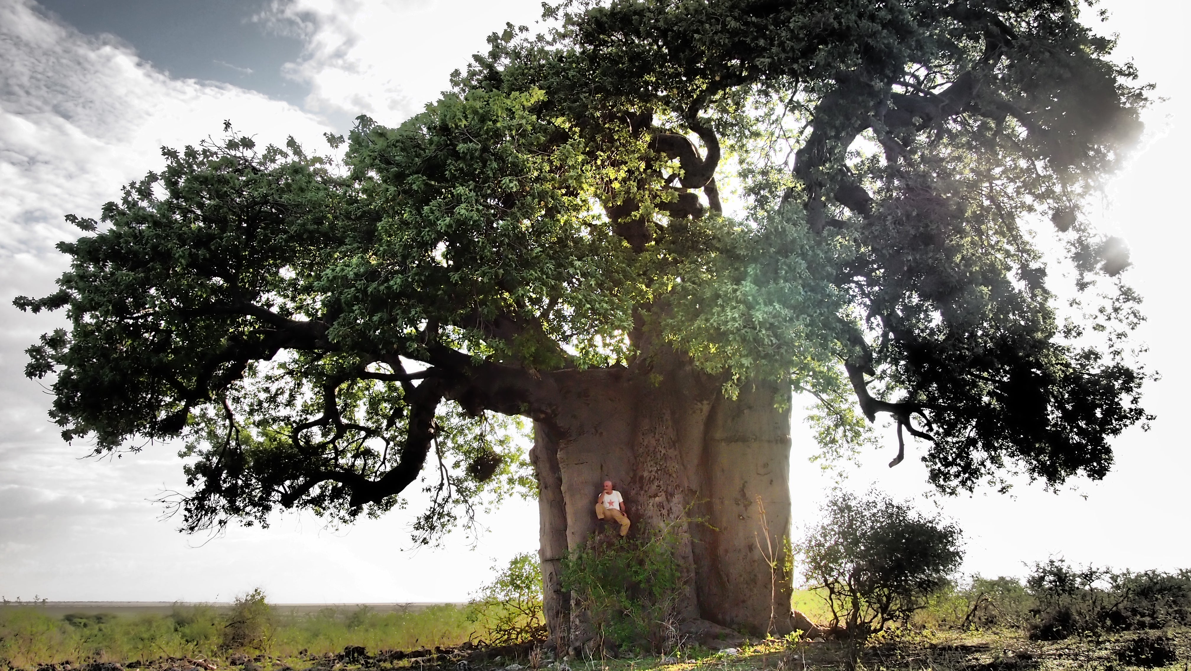 A monumental tree photographed by Francisco López